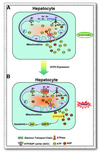 Schematic model for the mechanism by which UCP2 promotes LPS/GalN-induced hepatocyte apoptosis