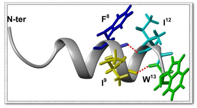 流感病毒血凝素来源的抗微生物肽HA-FD-13<sub>aG12I</sub>的溶液结构