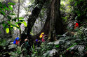 李植森--热带雨林