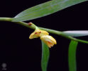 竹枝石斛Dendrobium salaccense (Bl.) Lindl